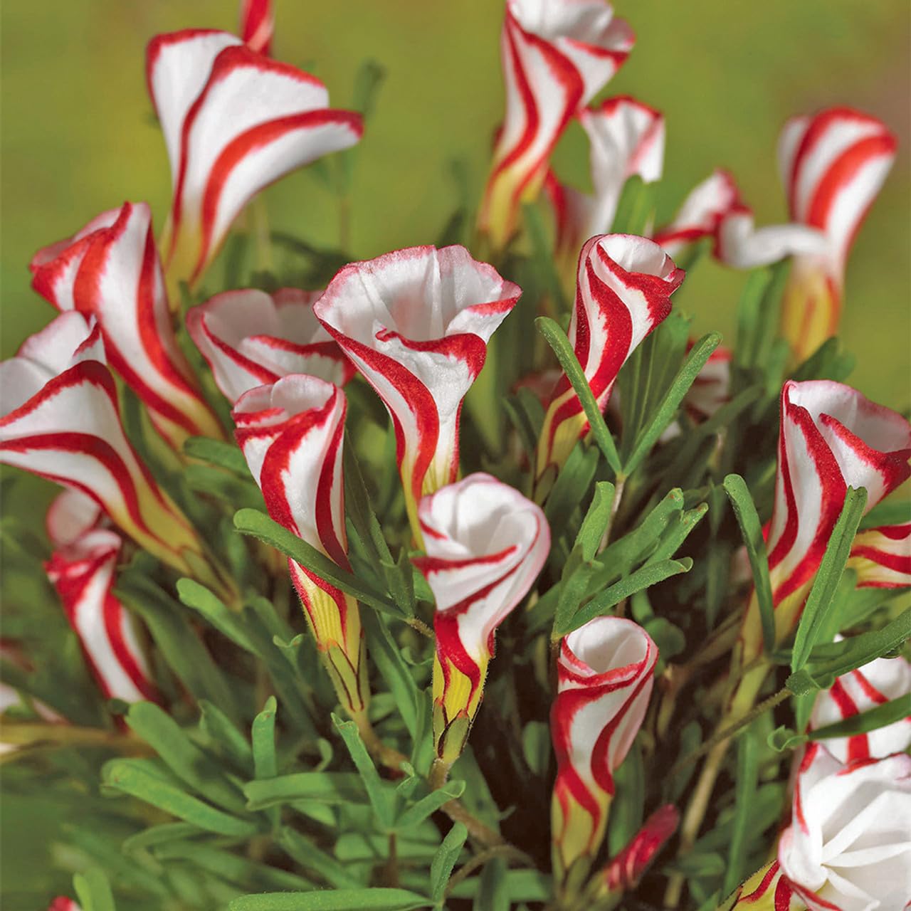 Oxalis Red Oxalis Flower - for planting in home garden